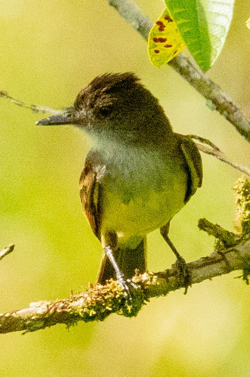 Dusky-capped Flycatcher - ML637586503
