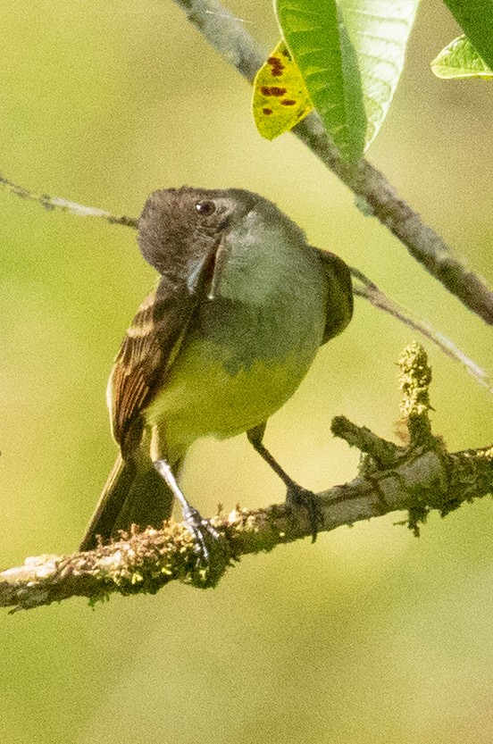 Dusky-capped Flycatcher - ML637586504