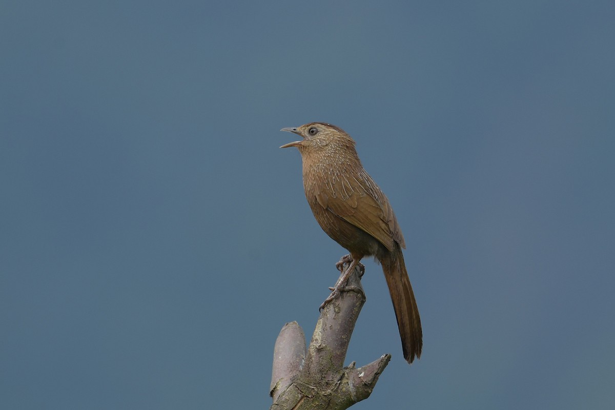 Bhutan Laughingthrush - ML637586506