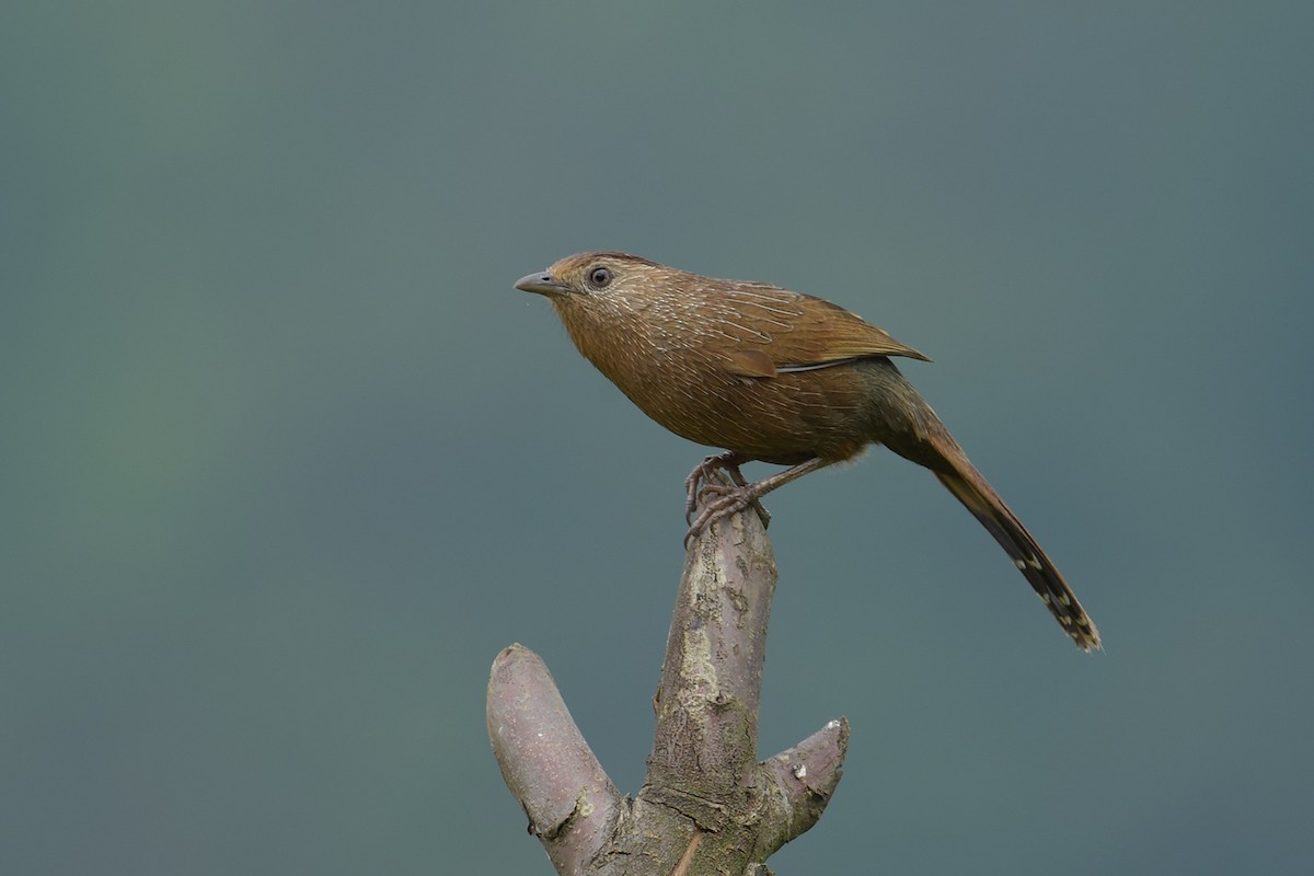 Bhutan Laughingthrush - ML637586507