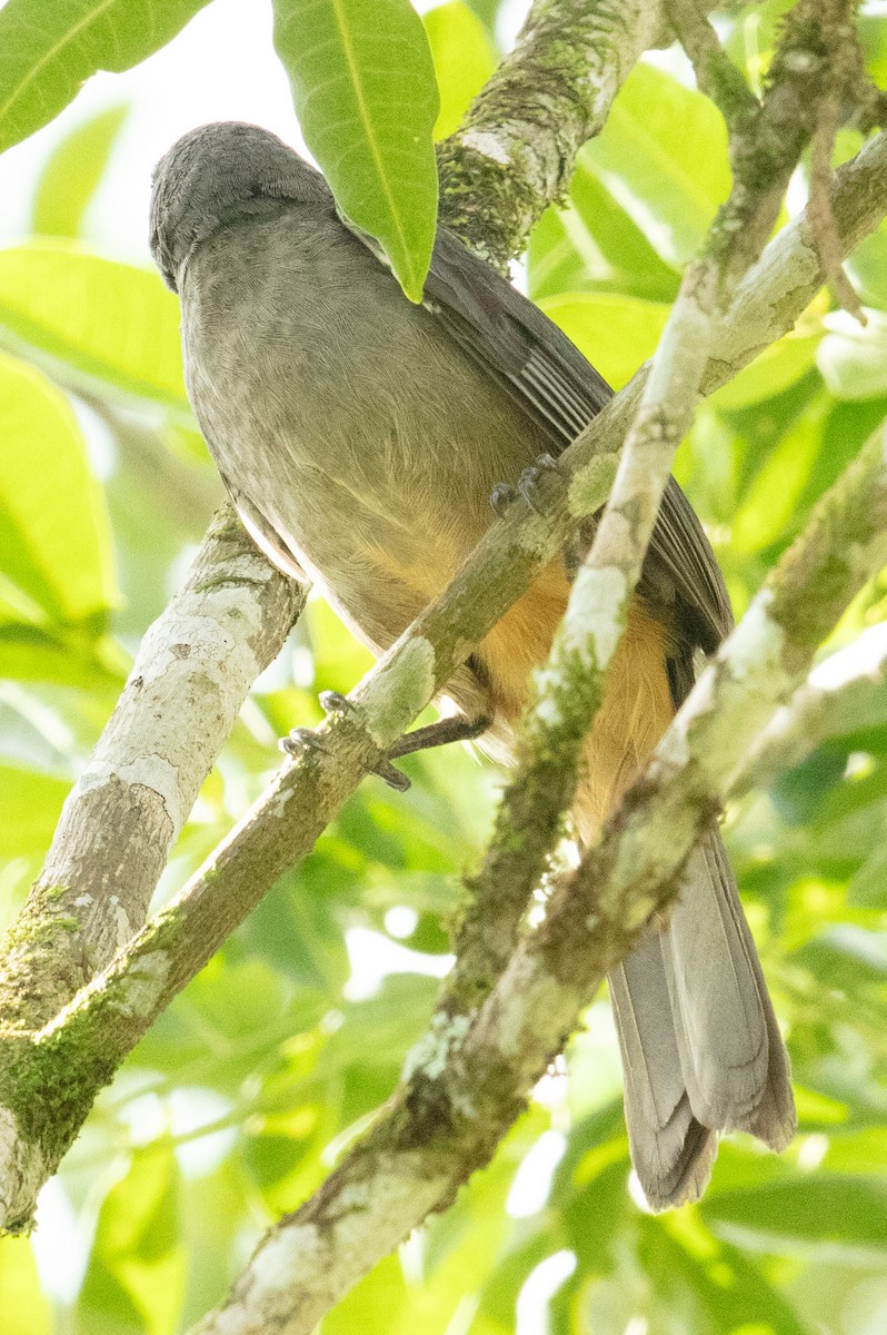 Cinnamon-bellied Saltator - ML637586510