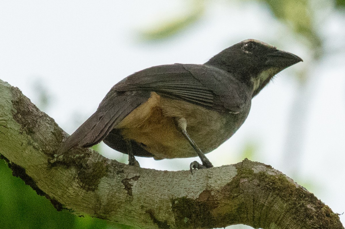 Cinnamon-bellied Saltator - ML637586511