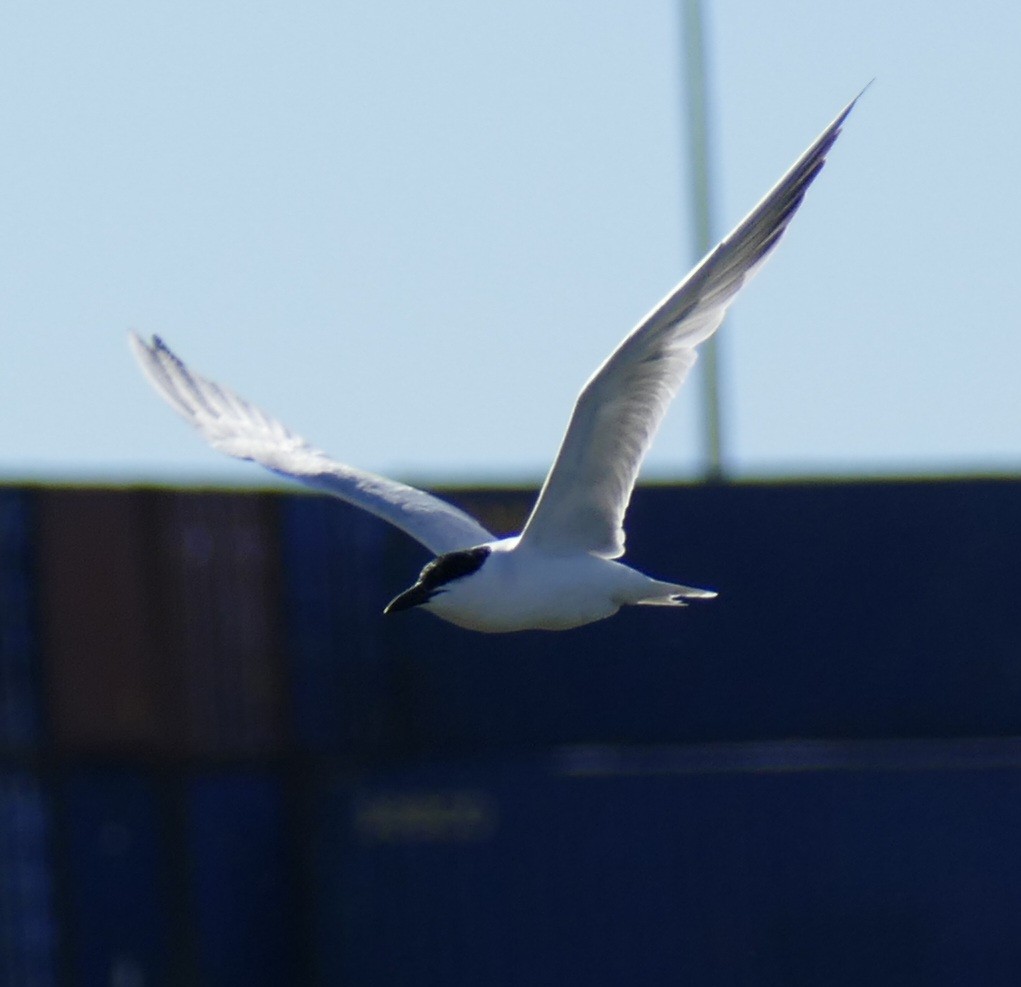 Australian Tern - ML637586512
