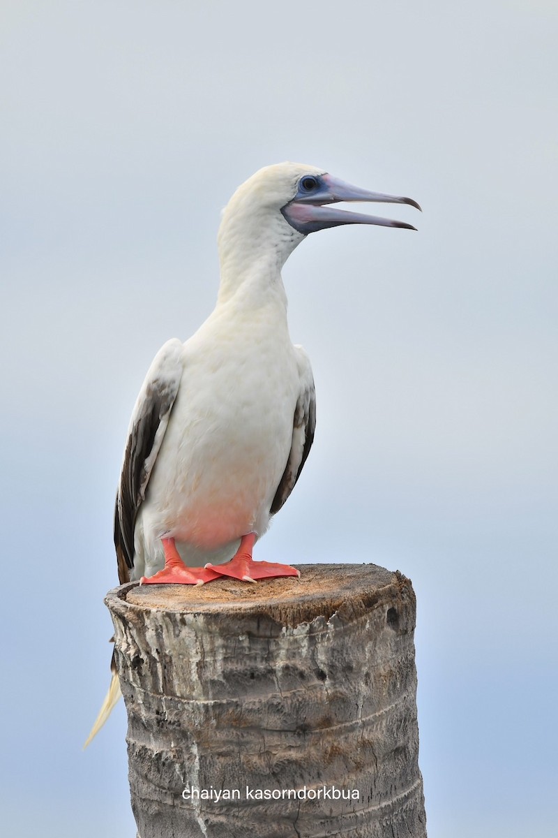 Red-footed Booby - ML637586539