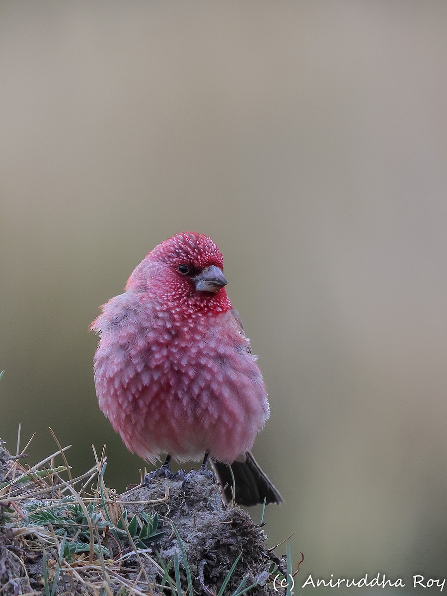 Great Rosefinch - ML637586541