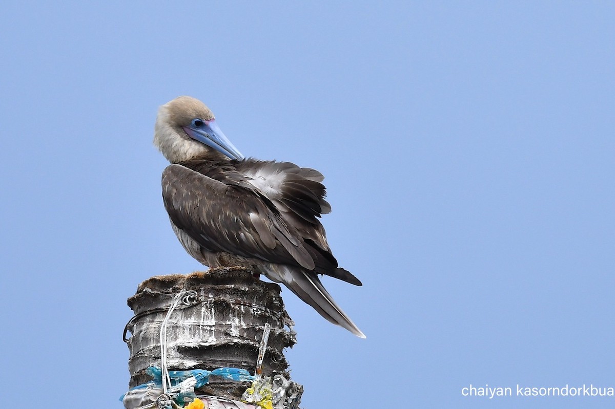 Red-footed Booby - ML637586545