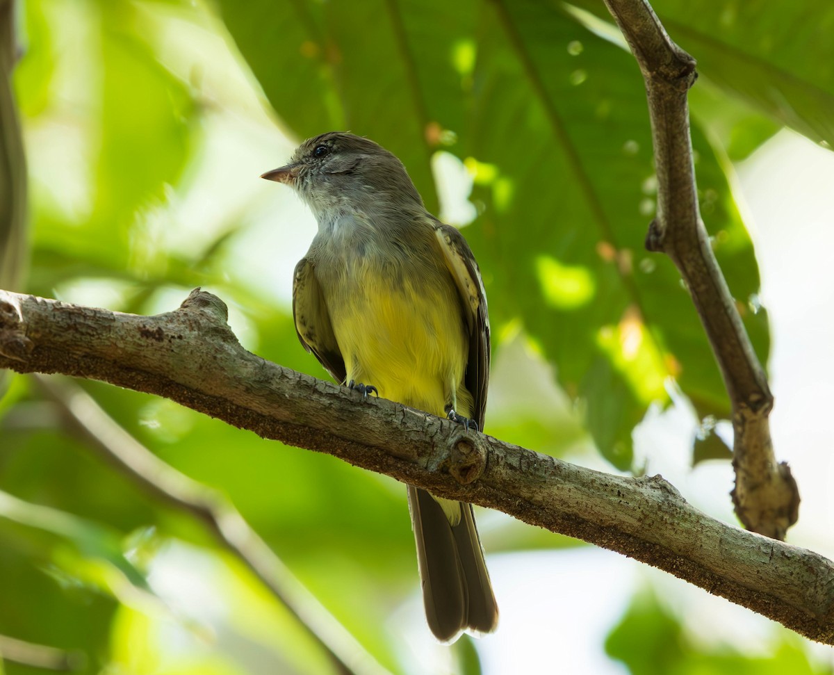 Southern Scrub-Flycatcher - ML637586551
