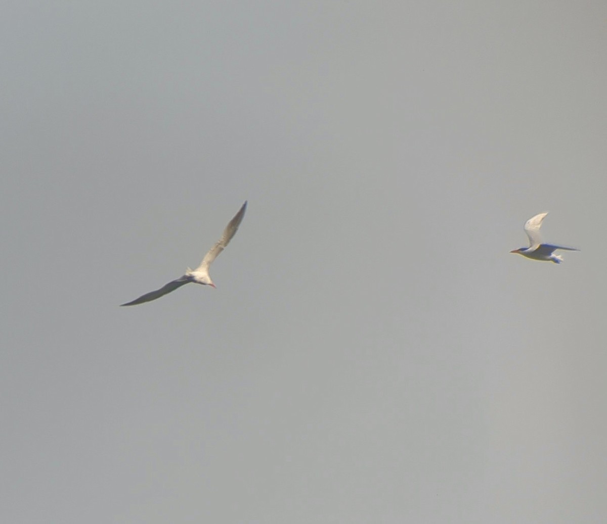 Caspian Tern - ML637586561