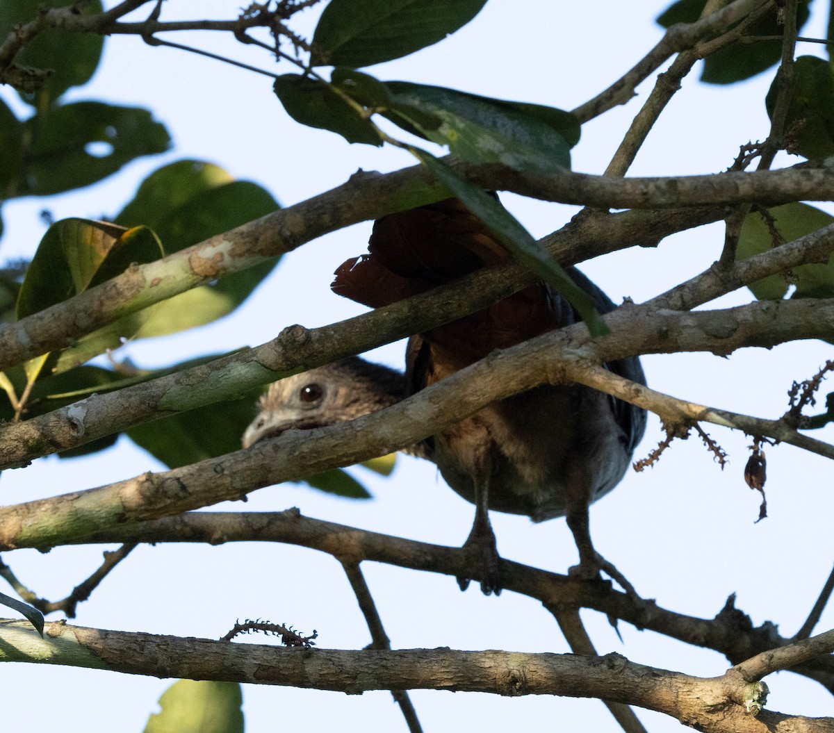 Speckled Chachalaca (Speckled) - ML637586566