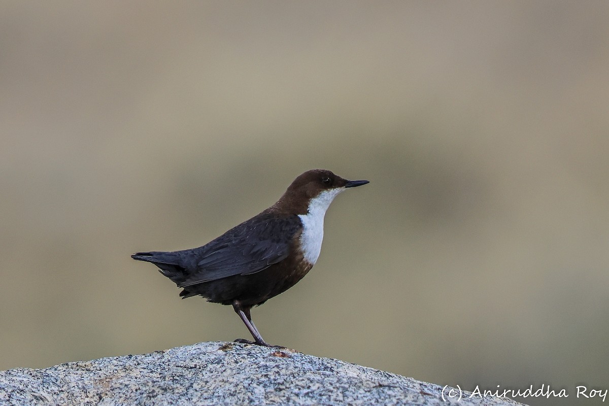 White-throated Dipper - ML637586569