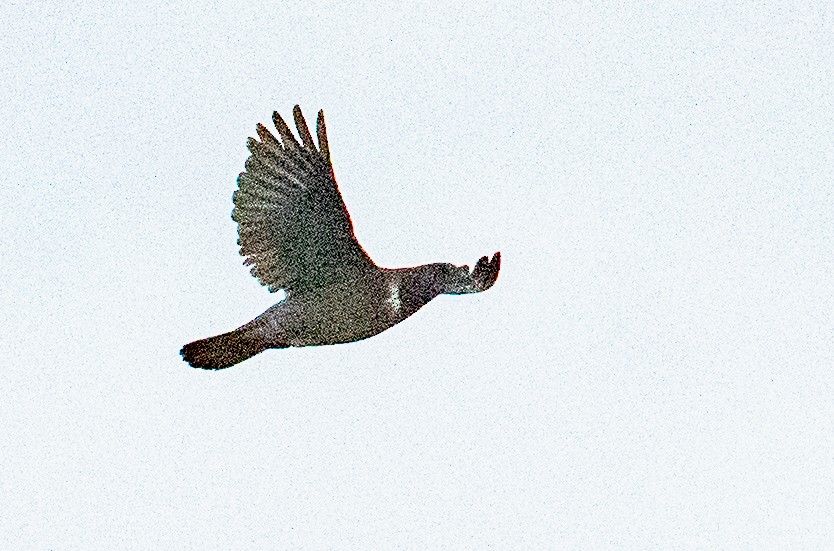 Rock Pigeon (Feral Pigeon) - ML637586574