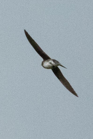 Northern Rough-winged Swallow - ML637586587