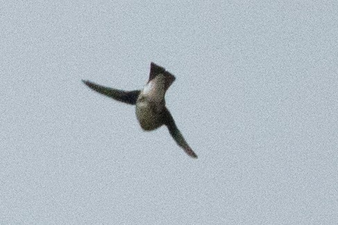 Northern Rough-winged Swallow - ML637586588