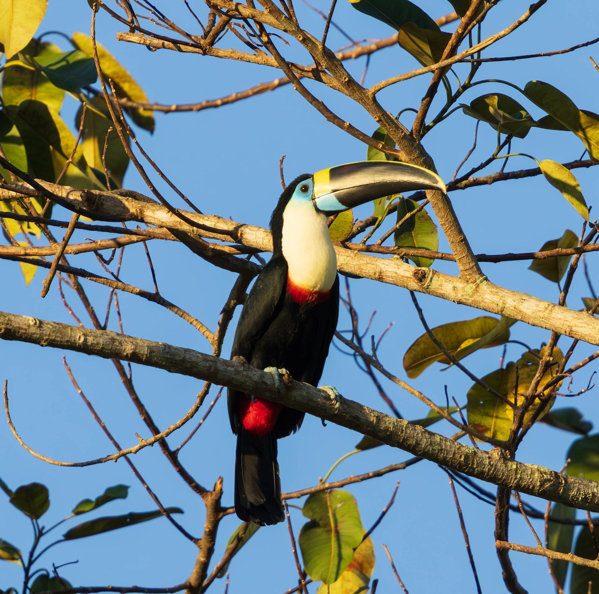 White-throated Toucan - ML637586589