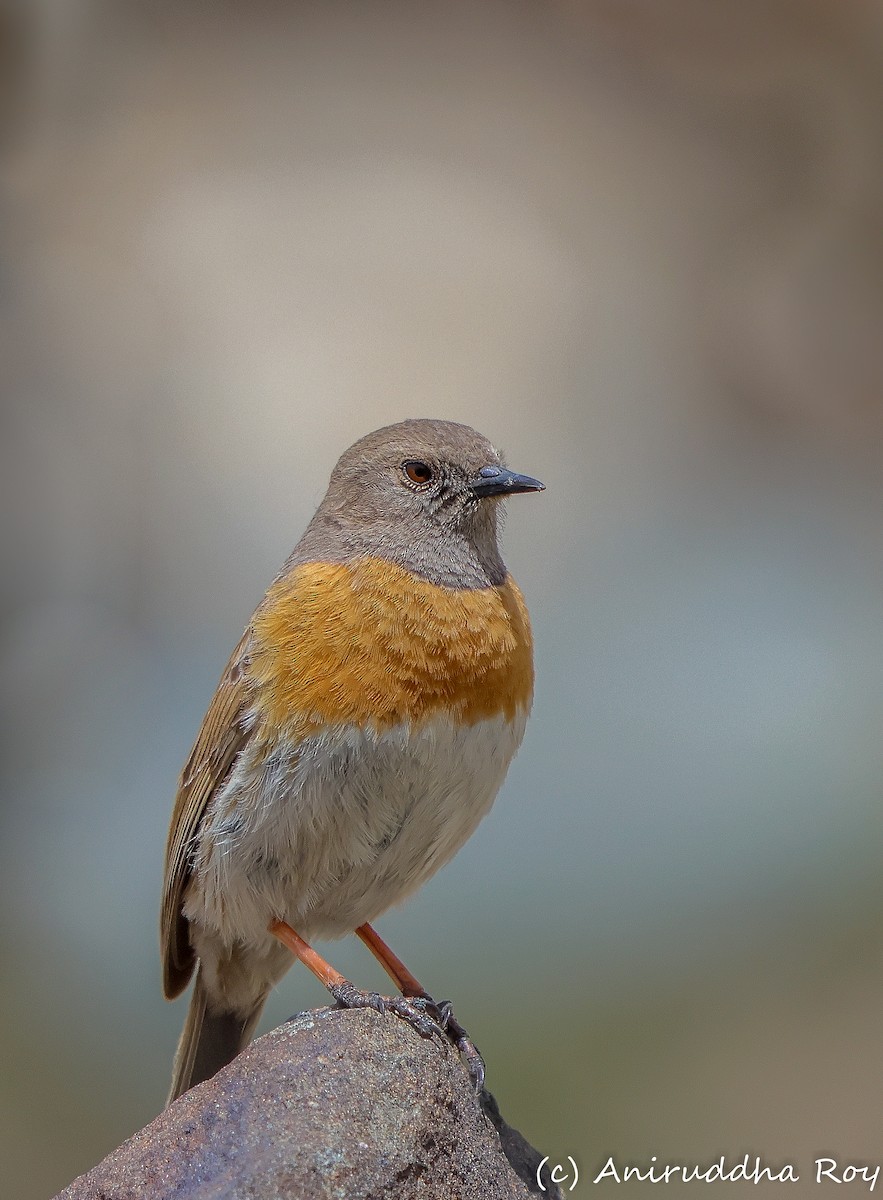 Robin Accentor - ML637586598