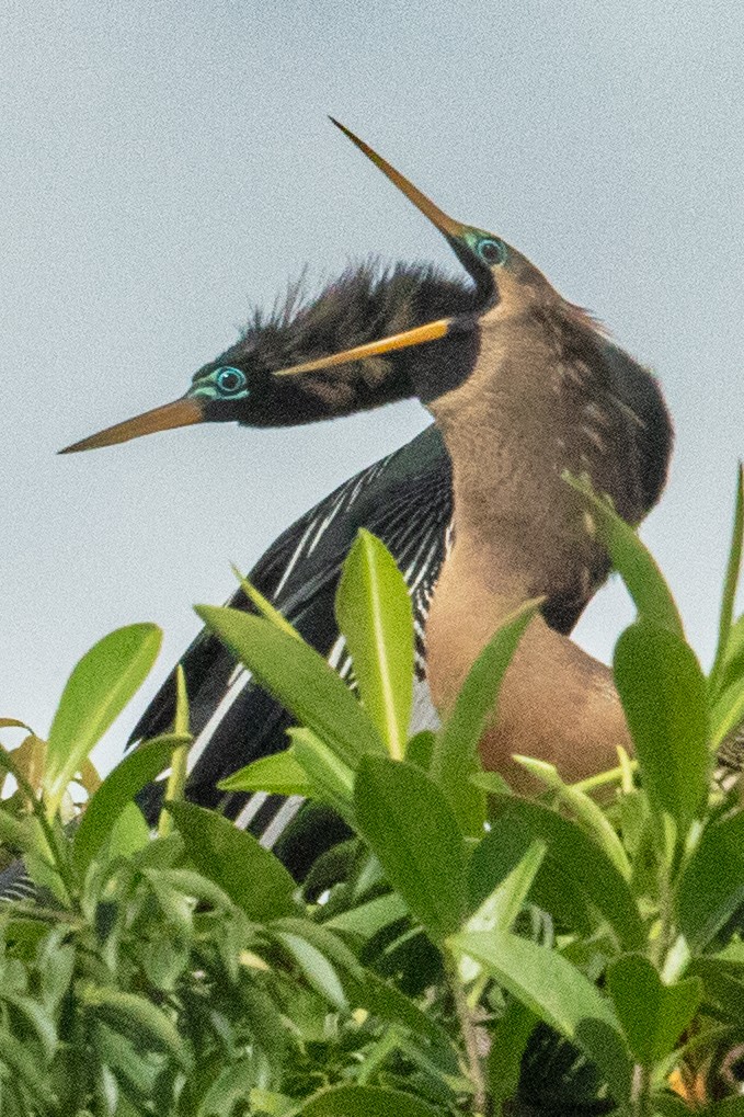 Anhinga - ML637586610