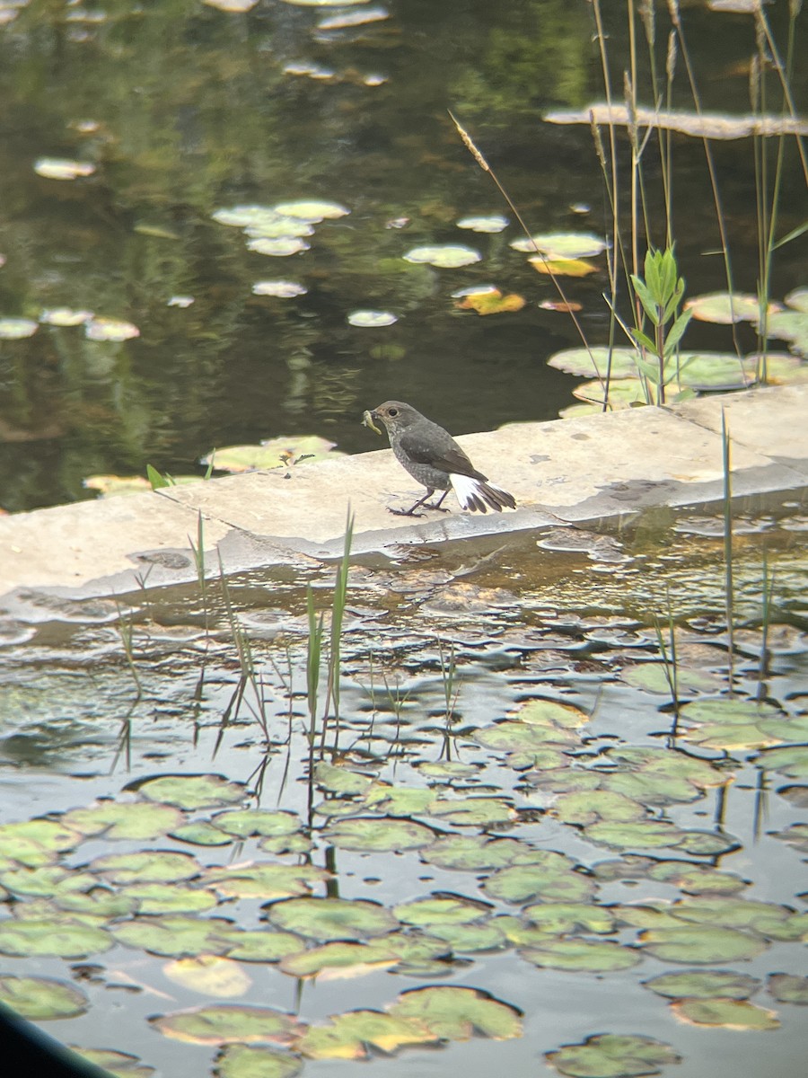 Plumbeous Redstart - ML637586614