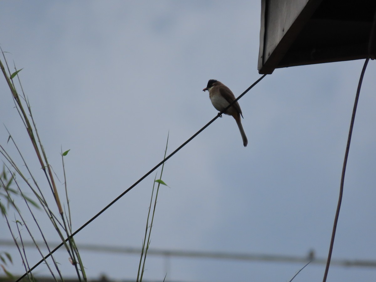 Brown-breasted Bulbul - ML637586626