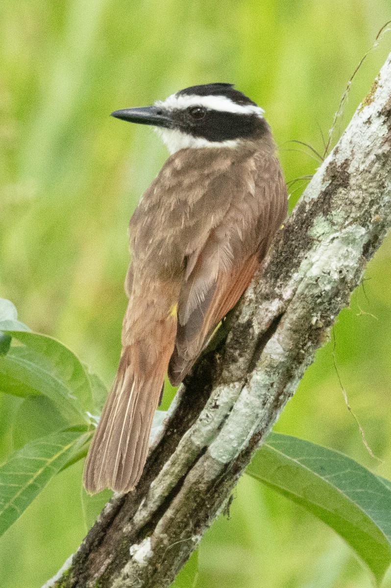 Great Kiskadee - ML637586632