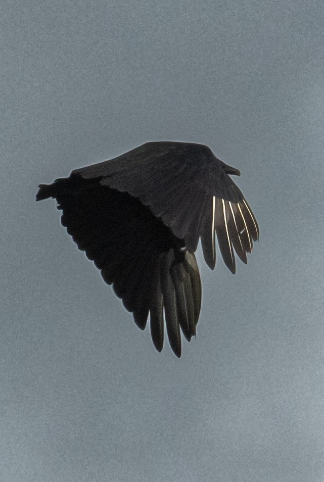 Black Vulture - ML637586638