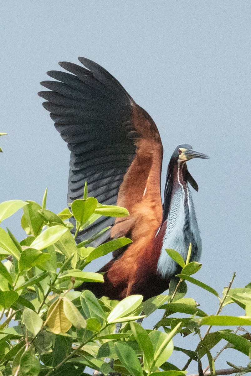 Agami Heron - ML637586641