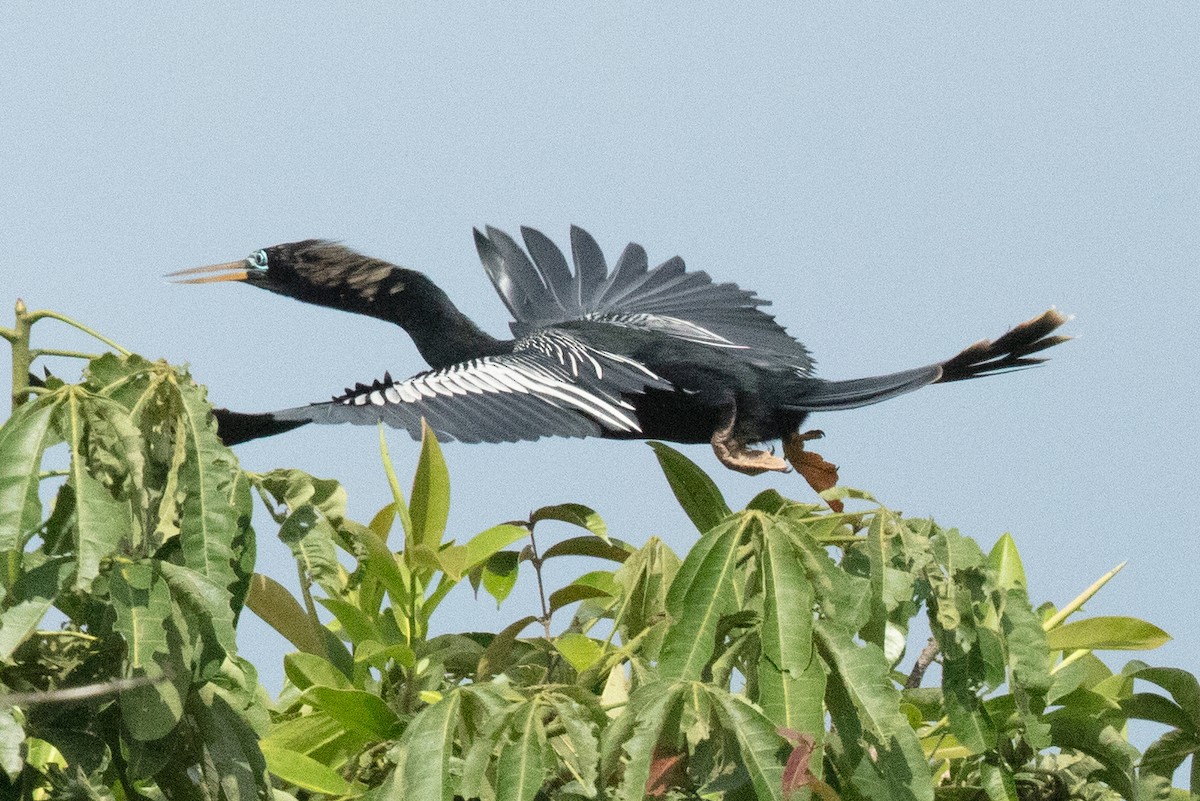 Anhinga - ML637586647