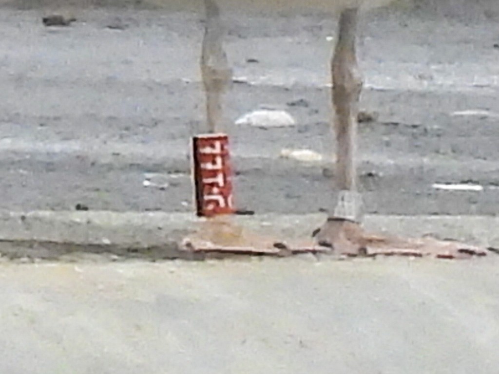 Yellow-legged Gull - ML637586653