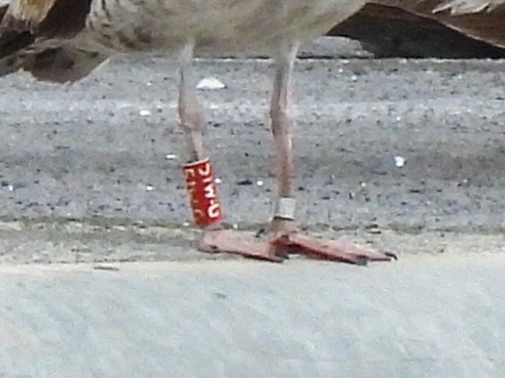 Yellow-legged Gull - ML637586654