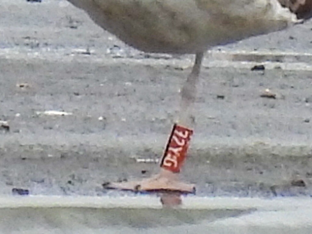 Yellow-legged Gull - ML637586655