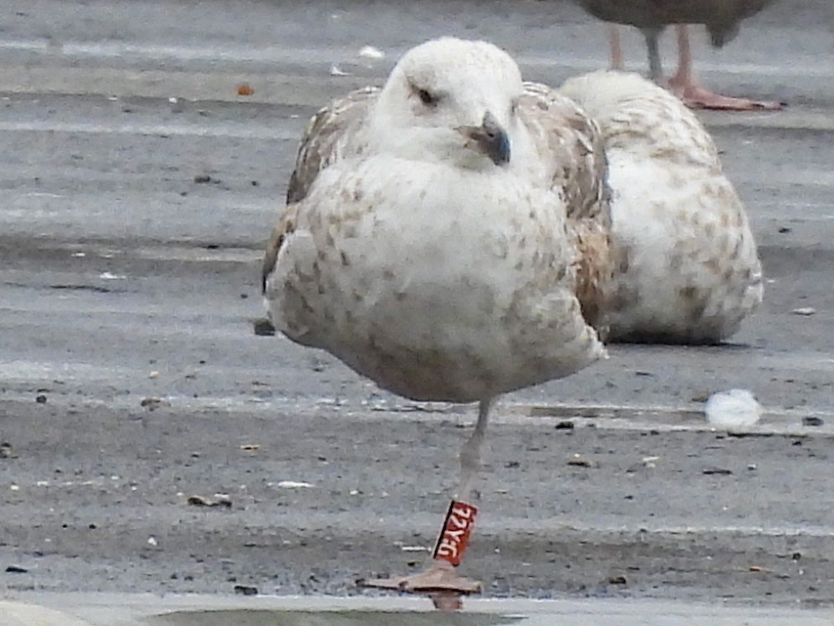 Yellow-legged Gull - ML637586656
