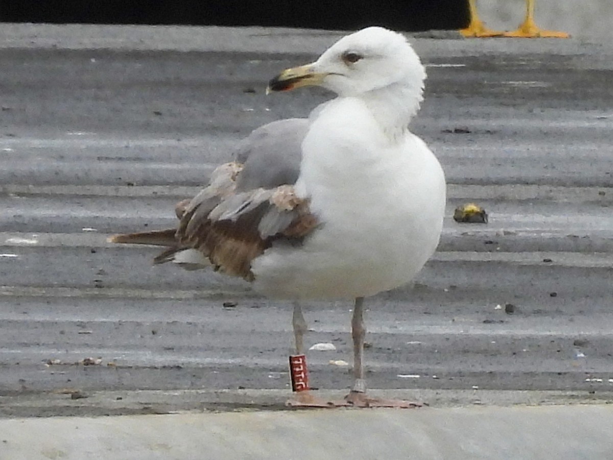 Yellow-legged Gull - ML637586658
