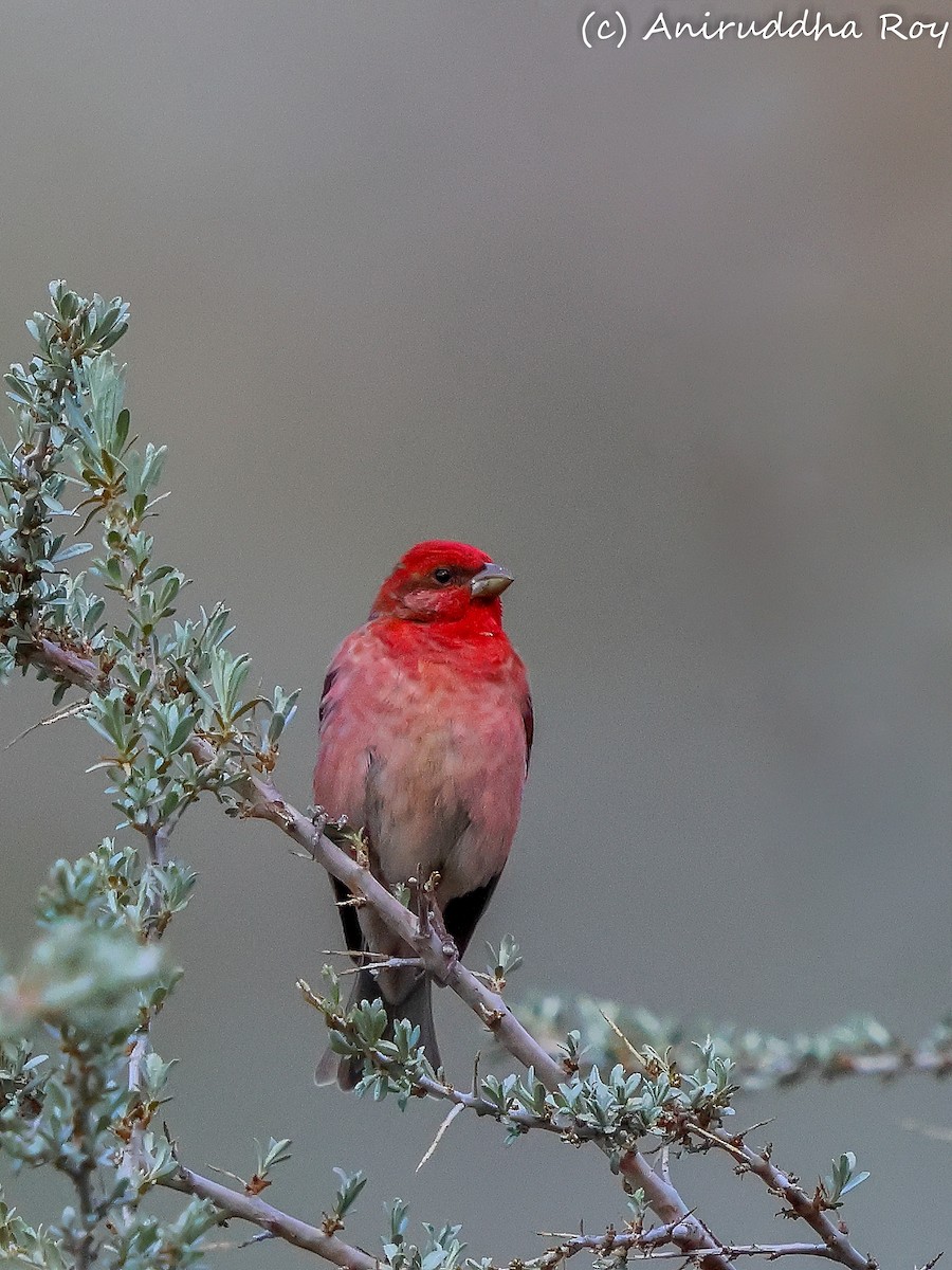 Common Rosefinch - ML637586664