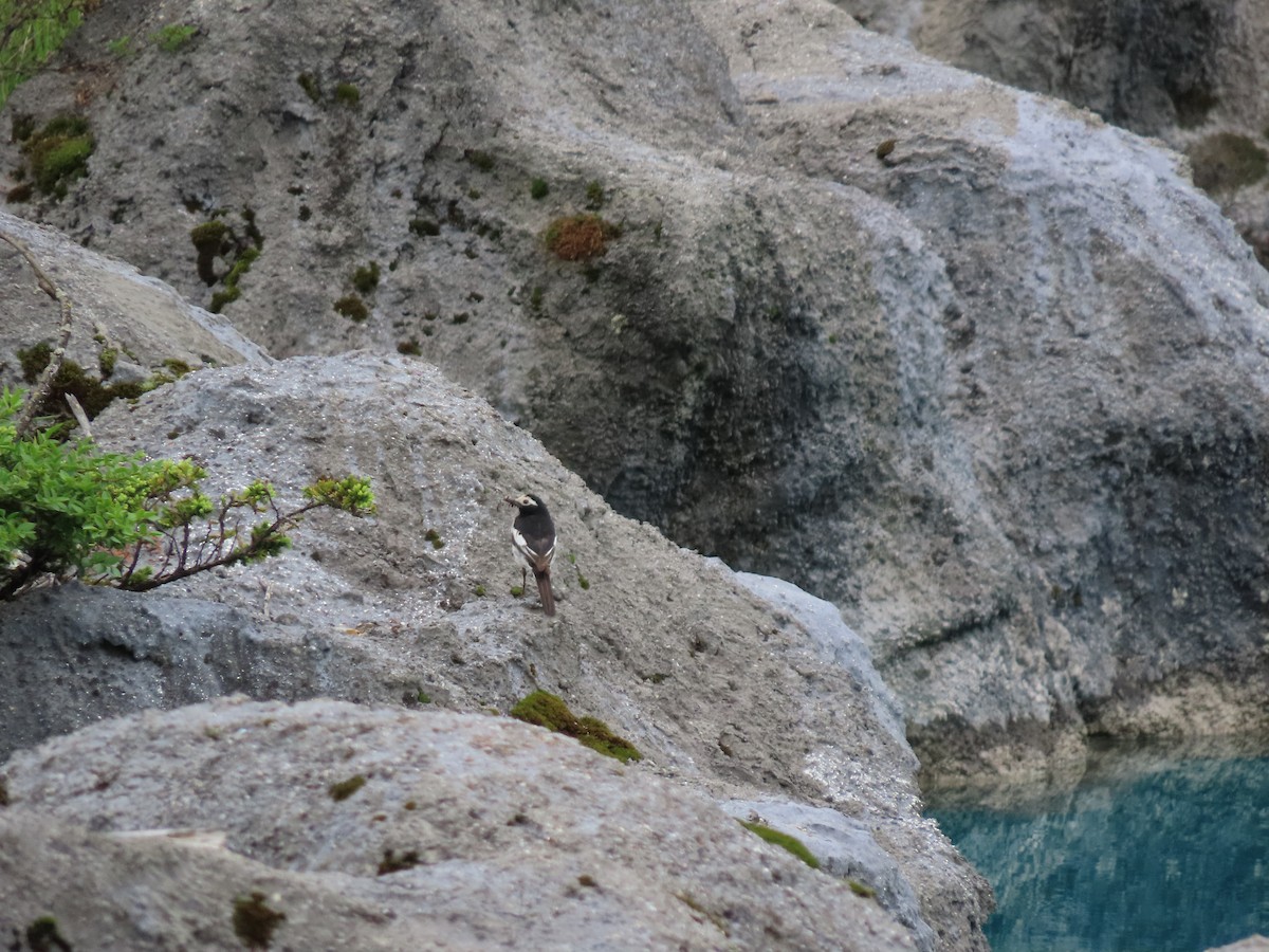 White Wagtail - ML637586723