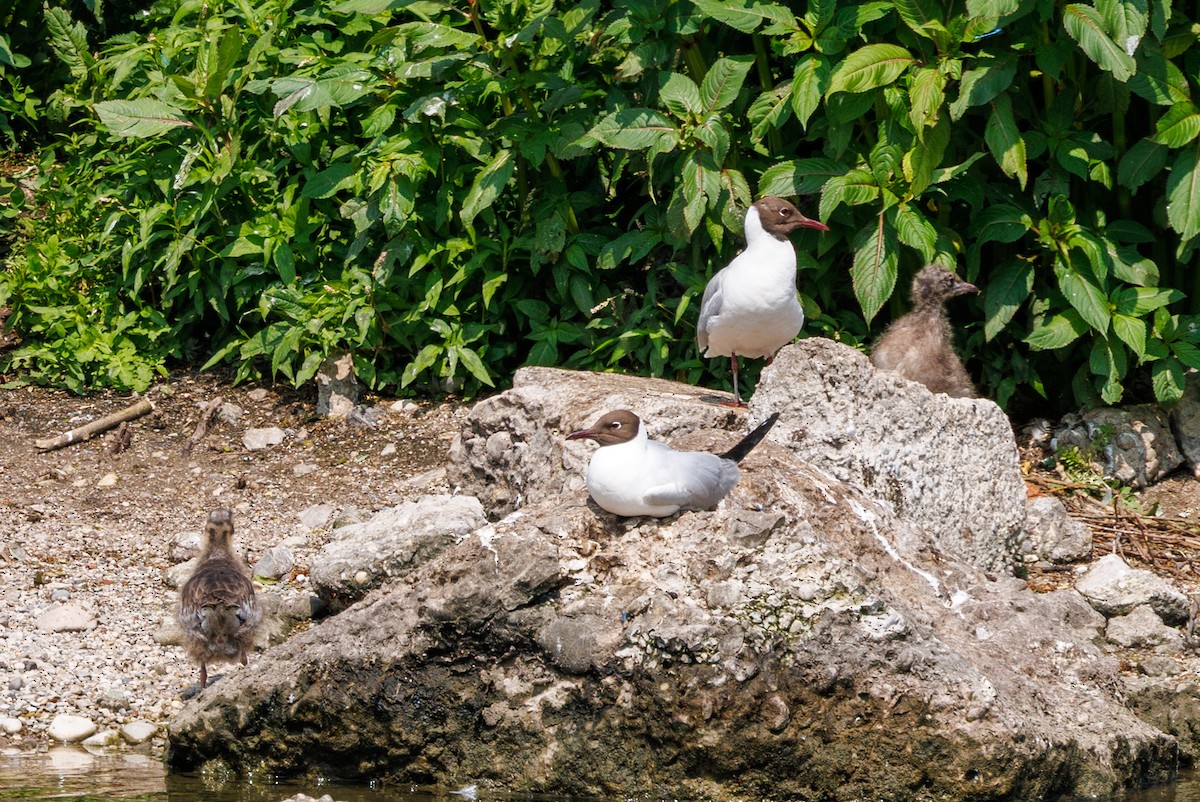 Black-headed Gull - ML637586728