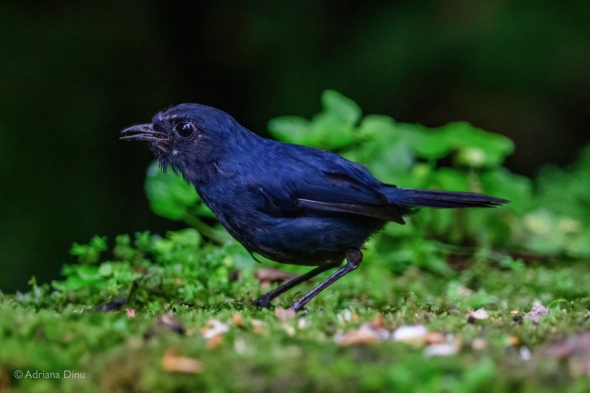 Bornean Shortwing - ML637586758