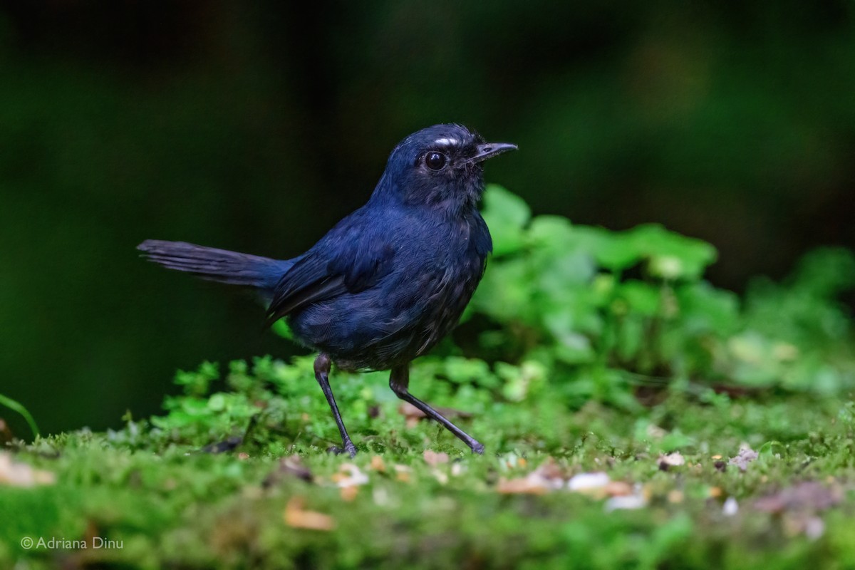 Bornean Shortwing - ML637586761