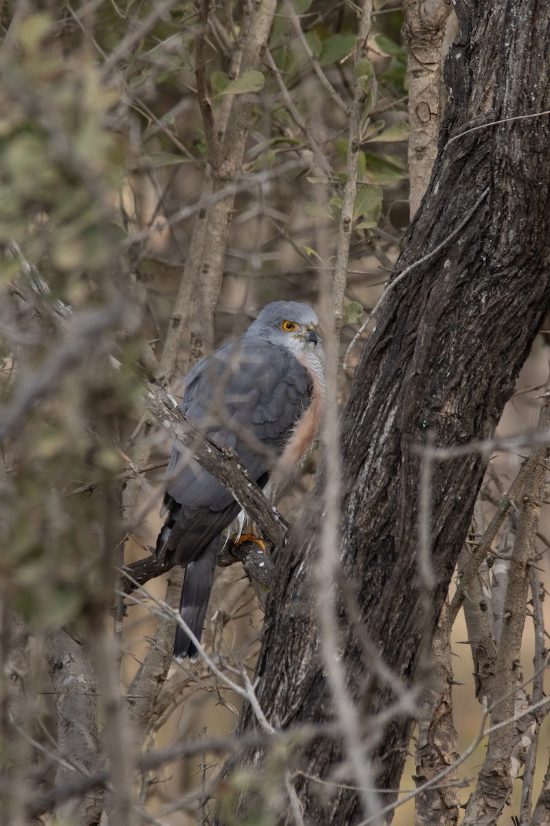 African Goshawk - ML637586773