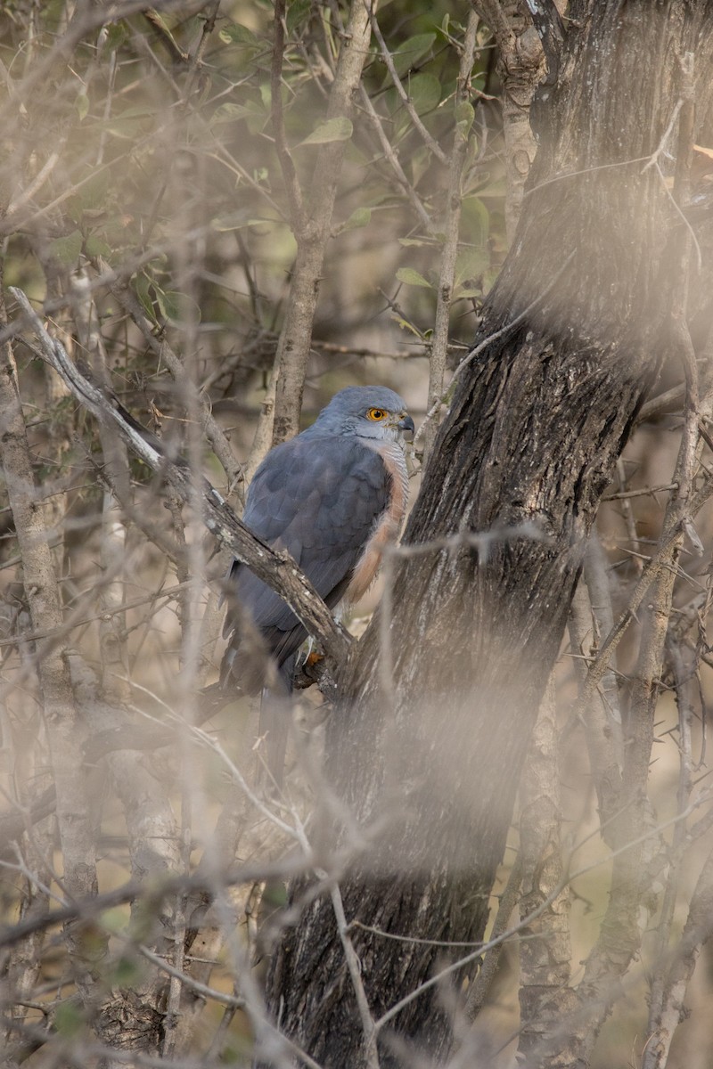 African Goshawk - ML637586774