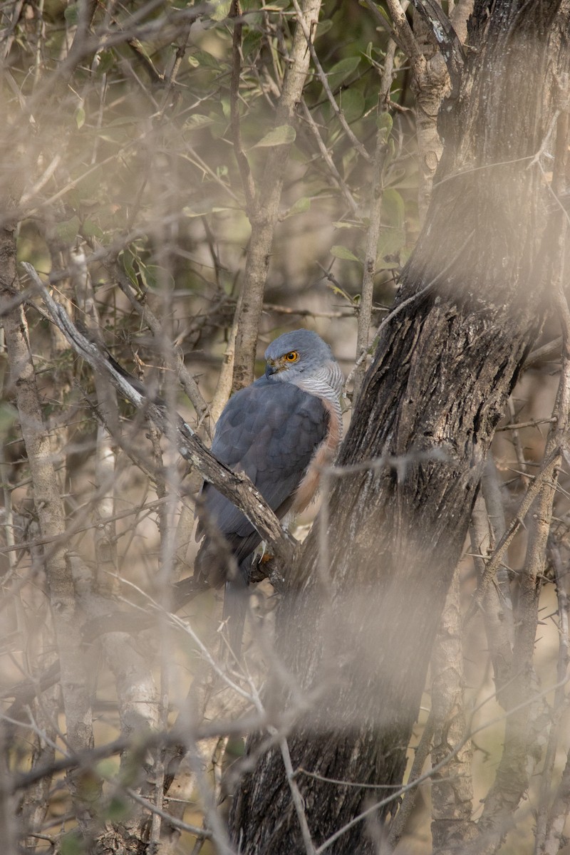 African Goshawk - ML637586775