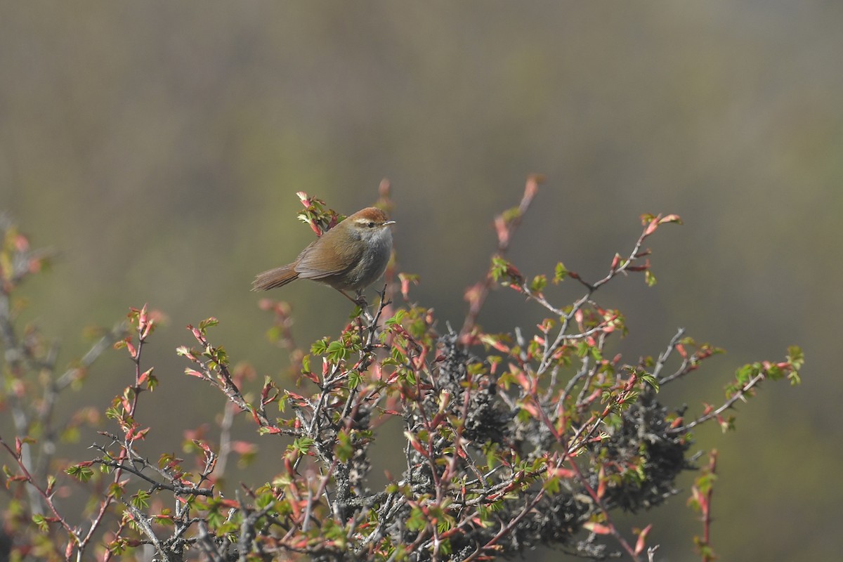 Gray-sided Bush Warbler - ML637586786