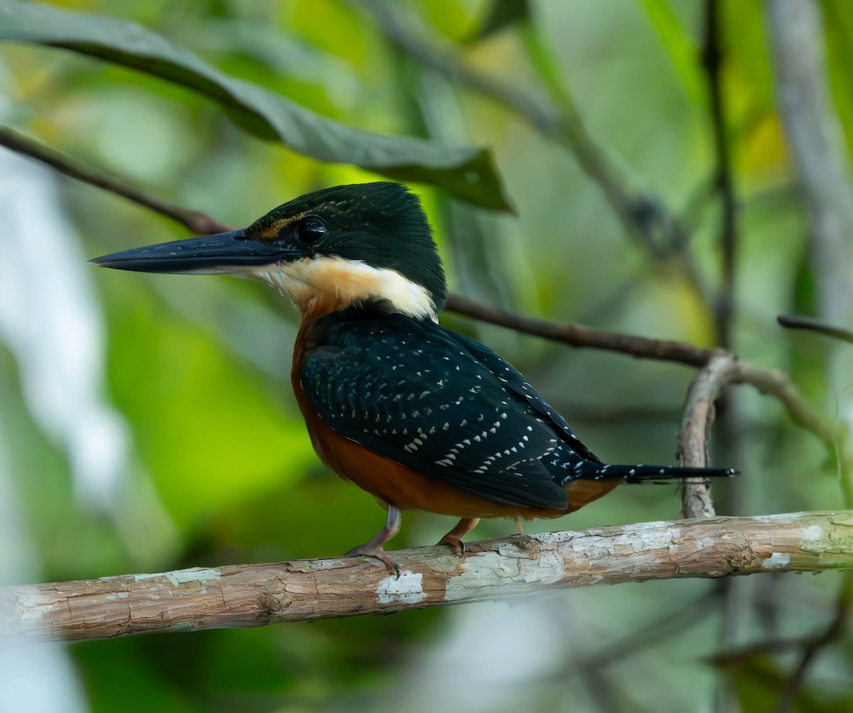 Green-and-rufous Kingfisher - ML637586791