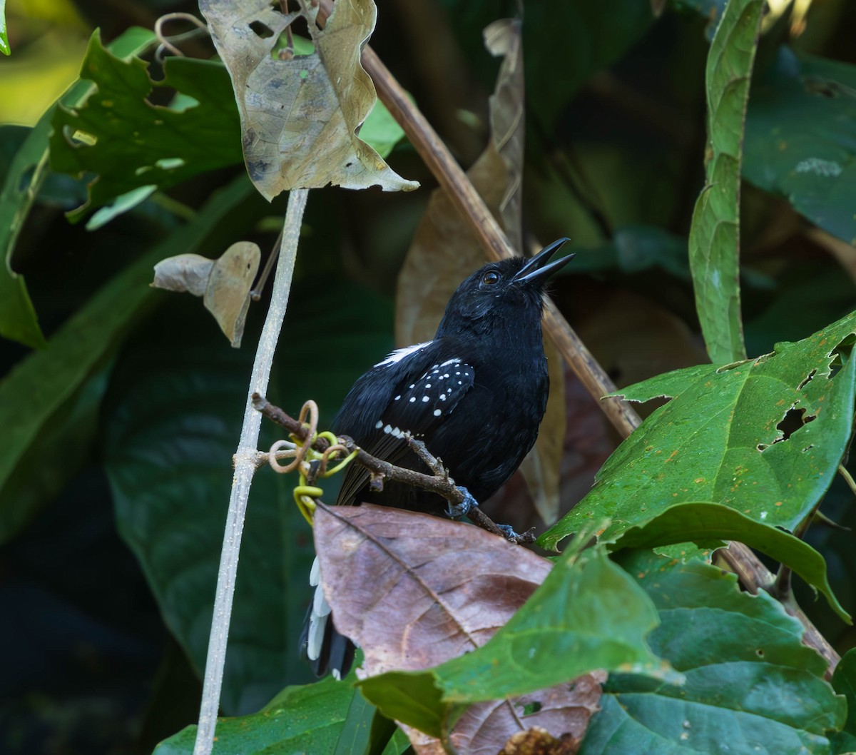 Dot-winged Antwren - ML637586808
