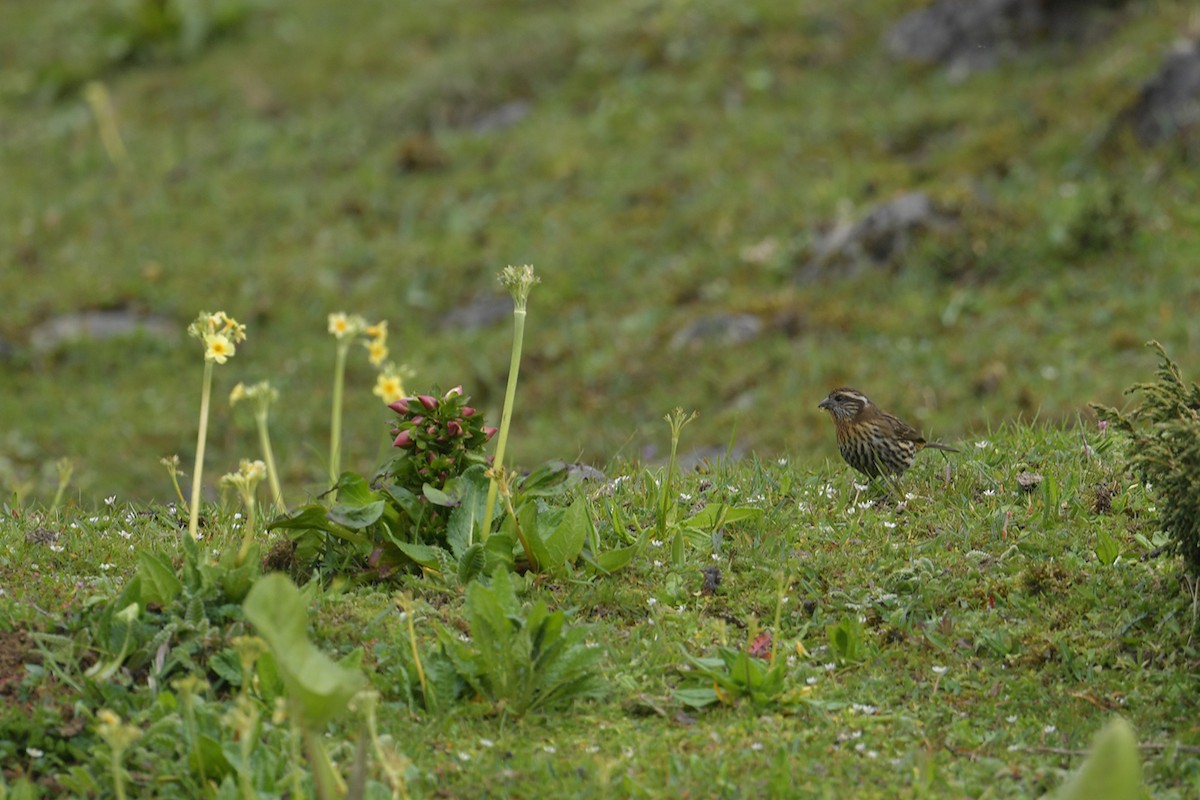Himalayan White-browed Rosefinch - ML637586812