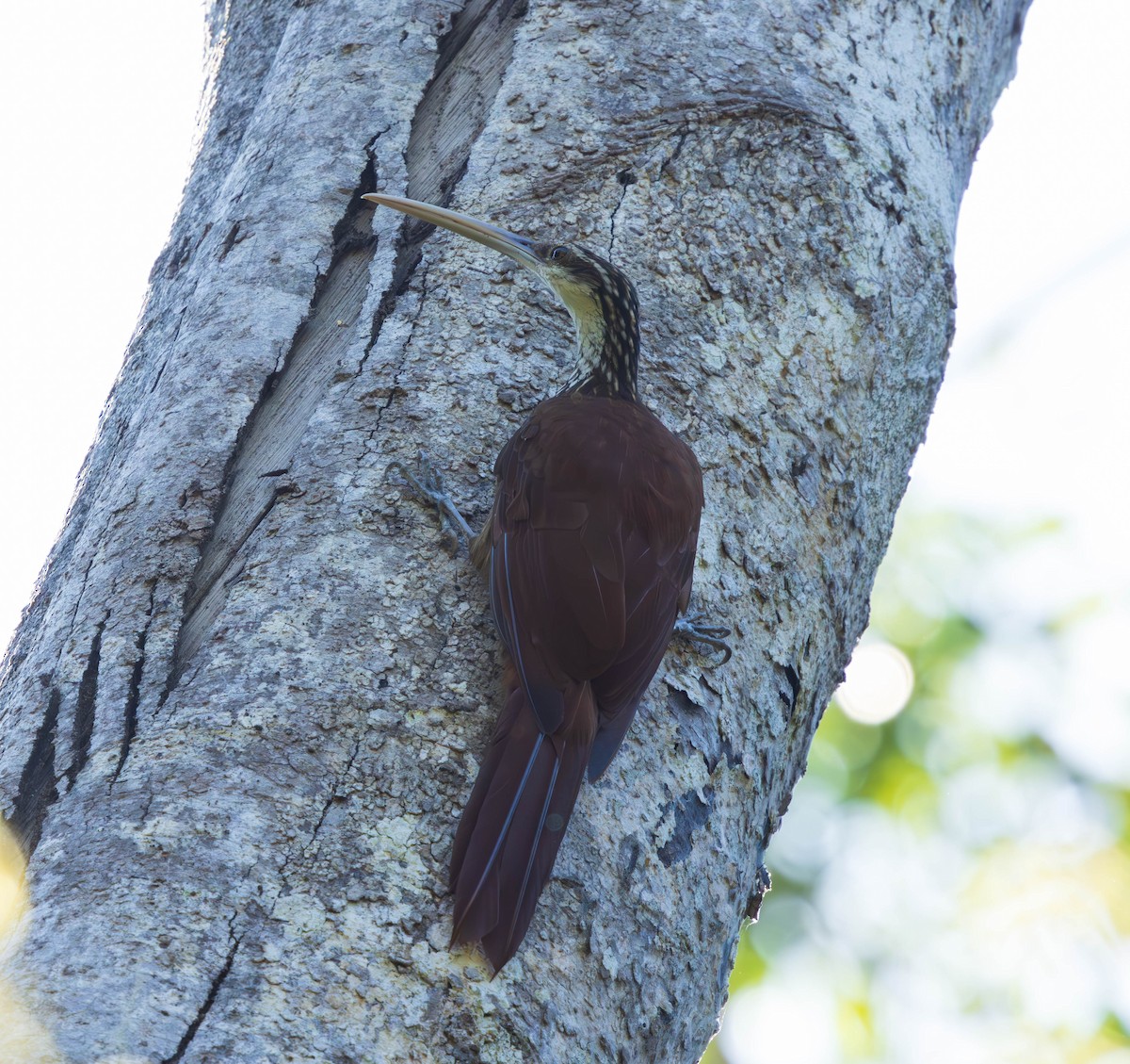 Long-billed Woodcreeper - ML637586830