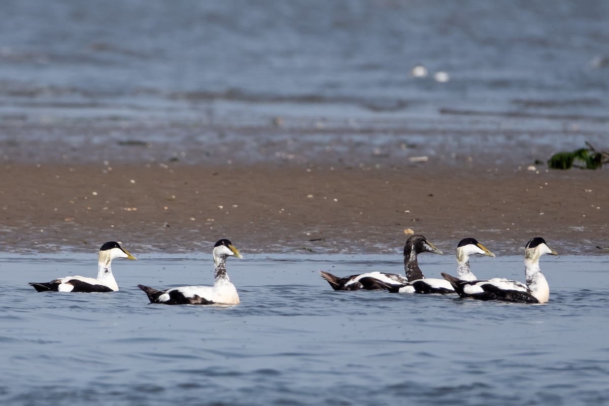 Common Eider - ML637586856