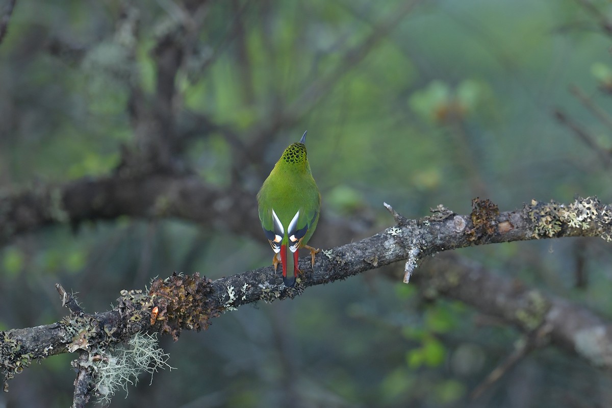 Fire-tailed Myzornis - ML637586861