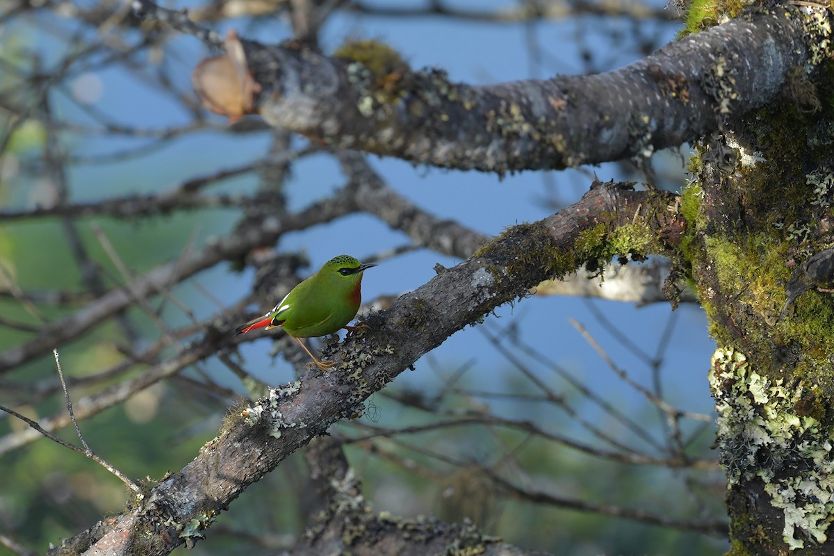 Fire-tailed Myzornis - ML637586862