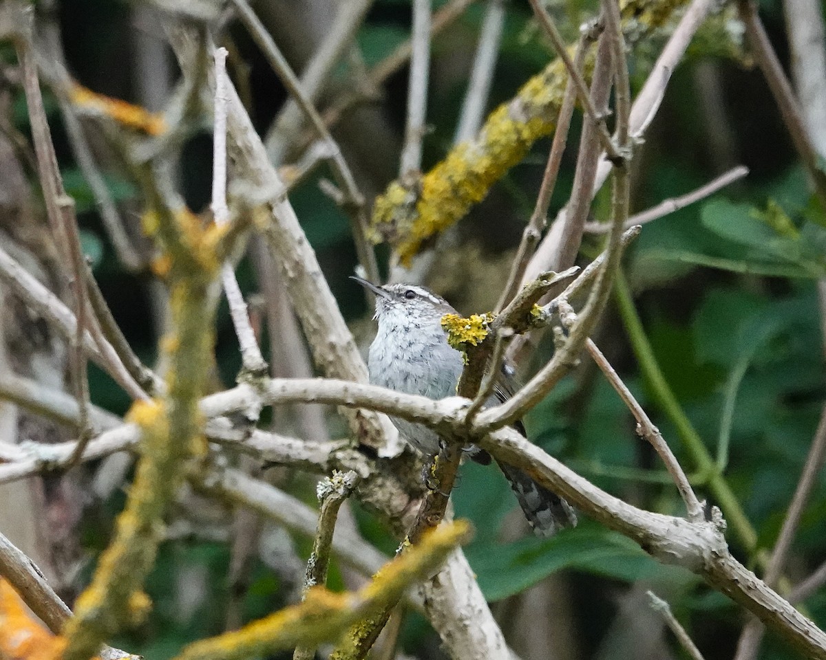 Bewick's Wren - ML637586868