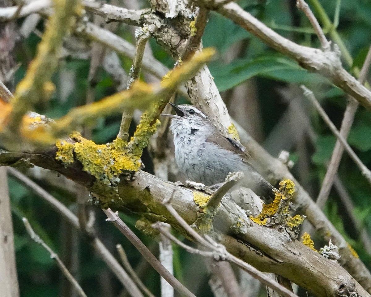 Bewick's Wren - ML637586871