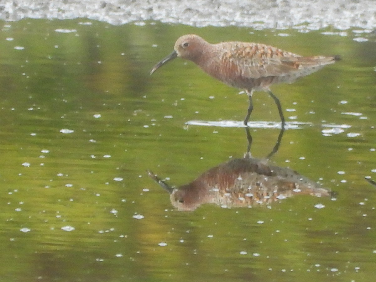 Curlew Sandpiper - ML637586876